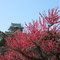 大阪城の紅梅