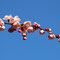 桃色の梅（咲き始め）２月初旬