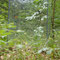 VSI Ecosystem Respiration Chamber,  forest