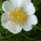 Une rose sauvage, Rosa arvensis. Que d'étamines… les horticoles ont plus de pétales.