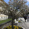 Königlicher Kurgarten Bad Reichenhall - ein Blumenmeer