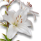 white lily