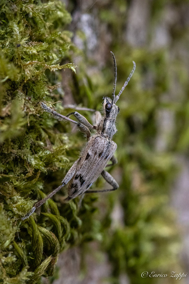 Coleotteri cerambicidi:  Rhagium inquisitor ♂