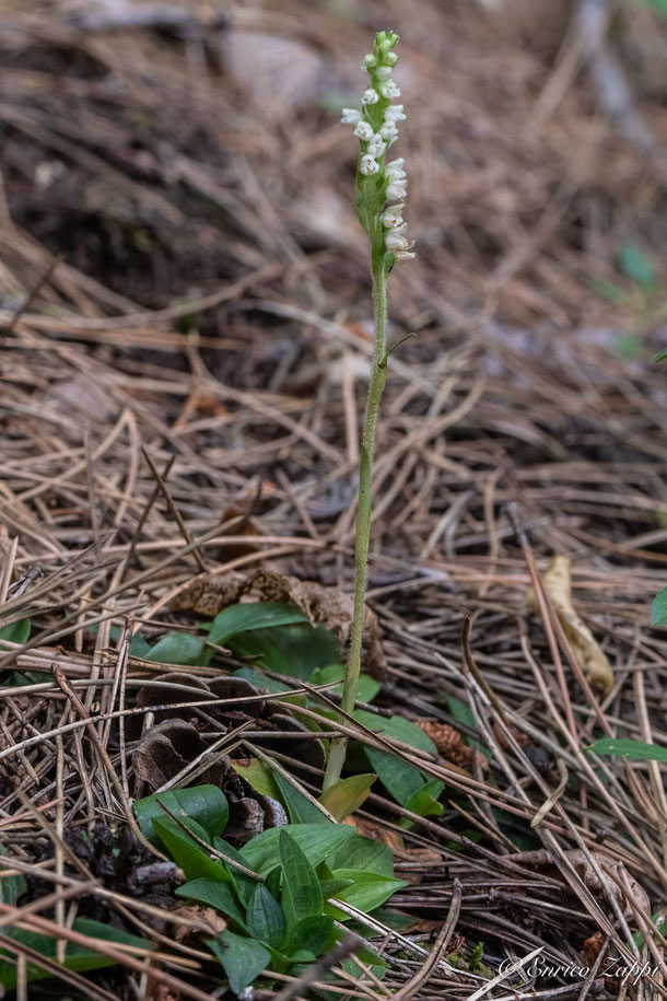Goodyera repens fiorita nel Parco Nazionale delle Foreste Casentinesi.