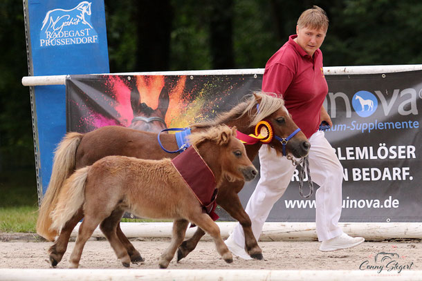 Horen von Repgow - Siegerin Shetlandpony unter 87 cm