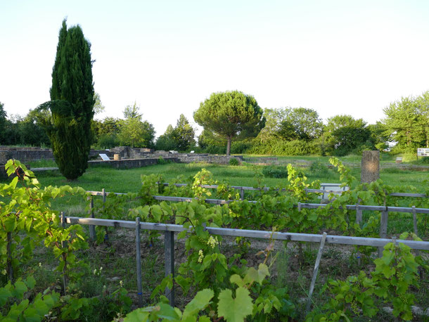 Römischer Weinbau: Kammertwingert an der Villa rustica Wachenheim 