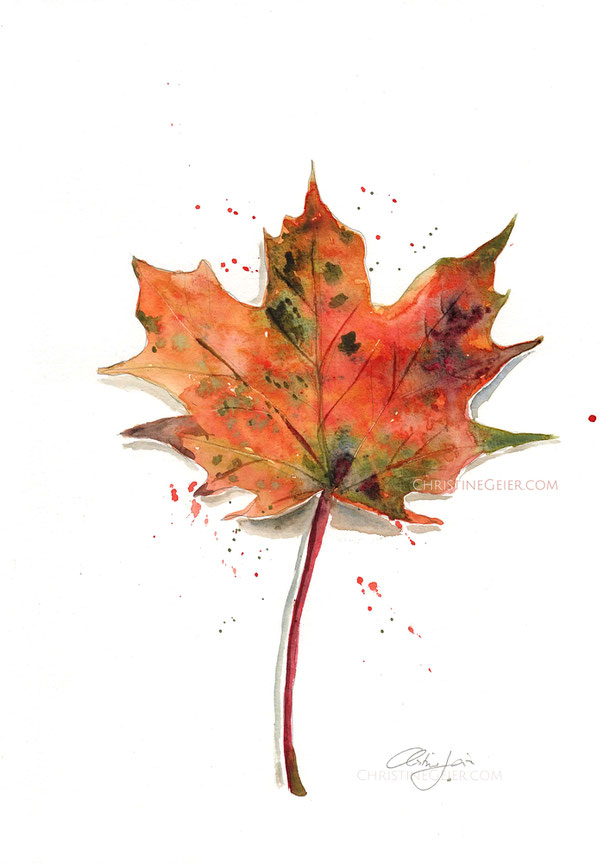 Aquarell, aquarela, watercolour, watercolor, Blatt, Ahornblatt, Herbst, Herbstaquarell, Herbstbild, herbstlich, Illustration, botanische Illustration, botanical art, leaf, maple, zeitgenössische Kunst, wissenschaftliche Illustration, Laubblatt, Kunstwerk