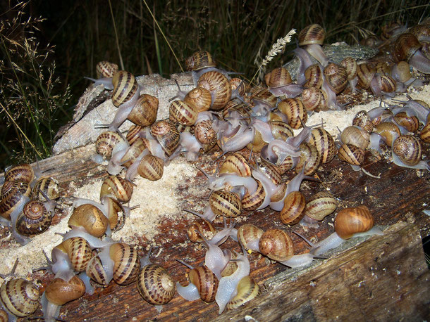 élevage d'escargots en Bourgogne - Morvan