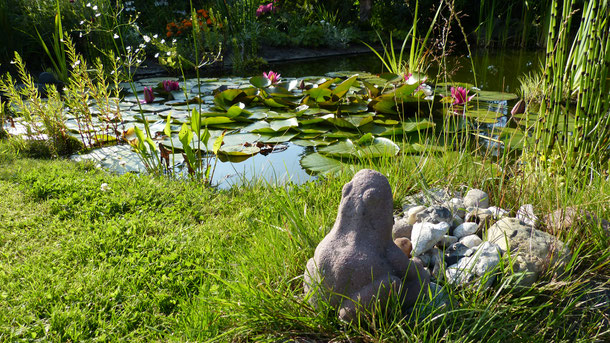 Gartenteich mit Seerosen