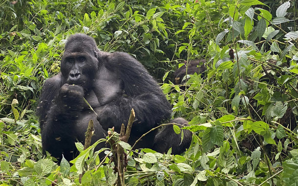 コンゴ民主共和国の世界遺産「ヴィルンガ国立公園」