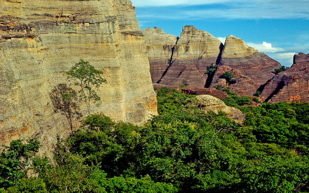 中古】世界植物記: アフリカ・南アメリカ編 世界植物記 アジア