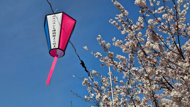 大岡川沿いの「みなみ桜まつり」にて(本会では毎年、桜まつりのぼんぼり点灯に協賛しています)