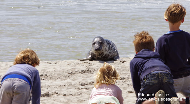 Comment voir les phoques en baie de Somme ?