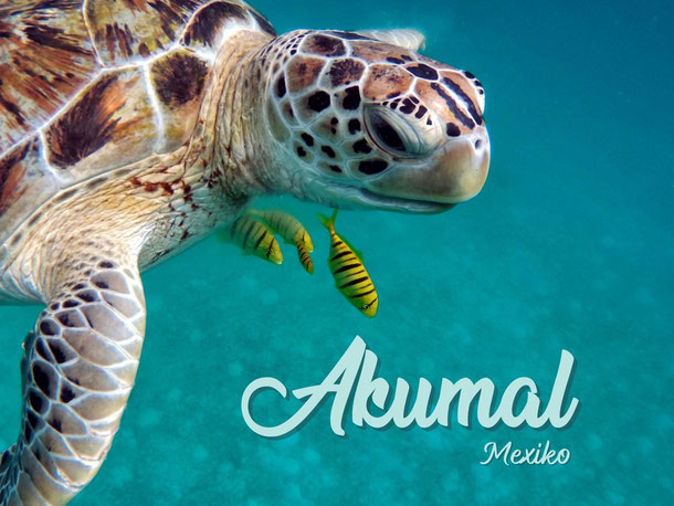 Meeresschildkröte in Akumal, Mexiko