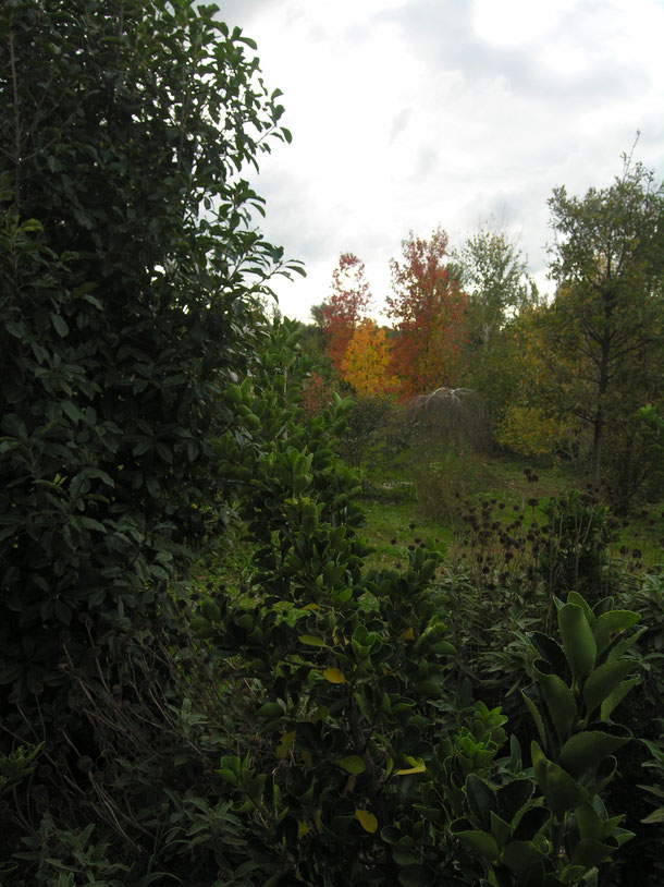 giardino in autunno