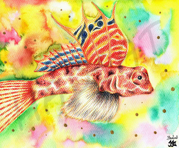 Hadcat animal fish