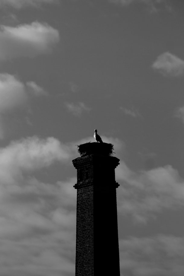 Storch in Florstadt-Staden (2015)