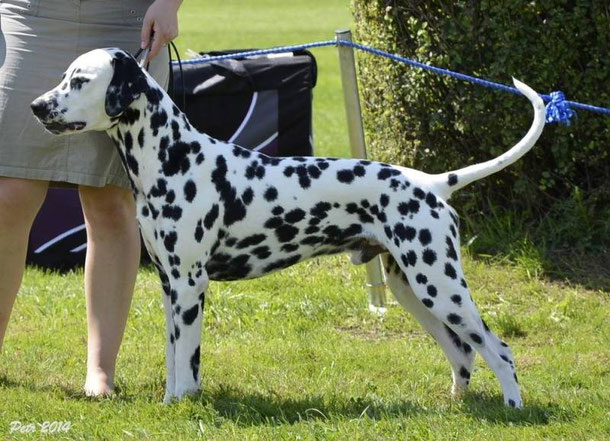 endless games sunset dalmatian dalmatian stud dogs around the