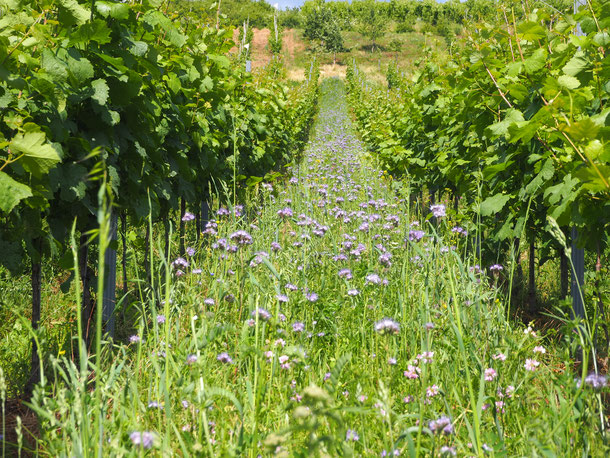 Phacelia im Weinberg