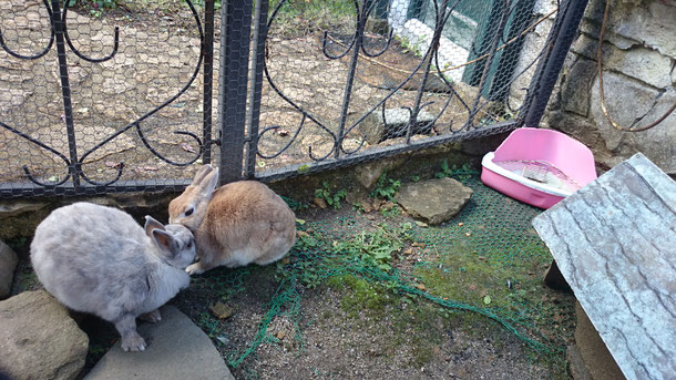 福岡市中央区 ペットシッター29Qpawpaw