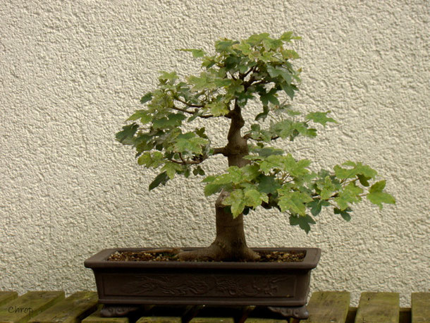 Bergahorn - frankfurter-bonsai-freunde
