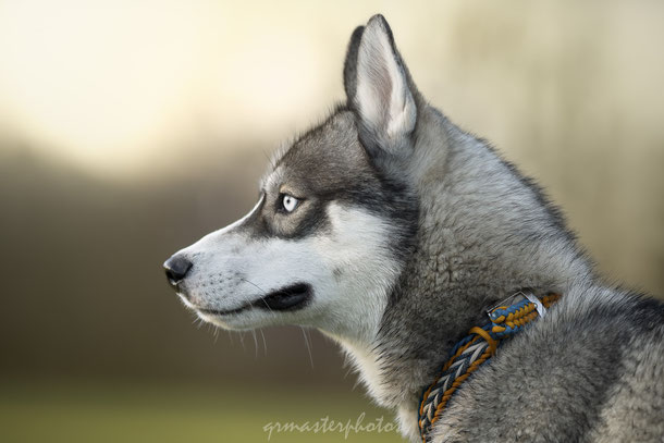 photographe canin husky lyon auvergne rhone alpes parc de rajat
