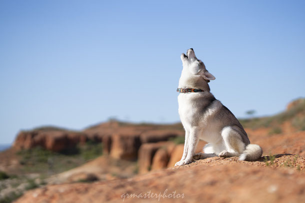 photographe canin aix en provence var animaux de compagnie photo professionnel pour chien