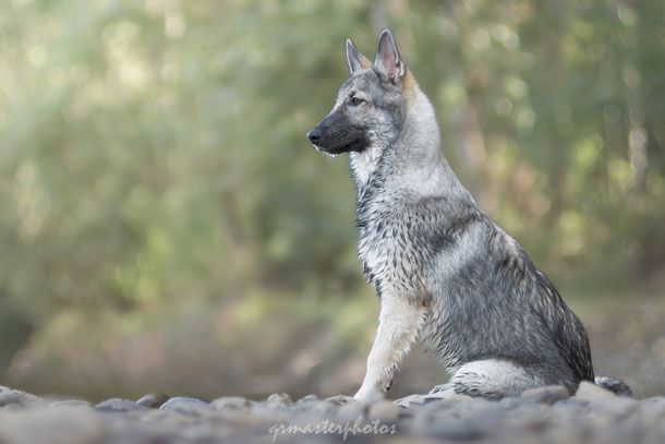 Photographe animalier toulouse canin blagnac garonne