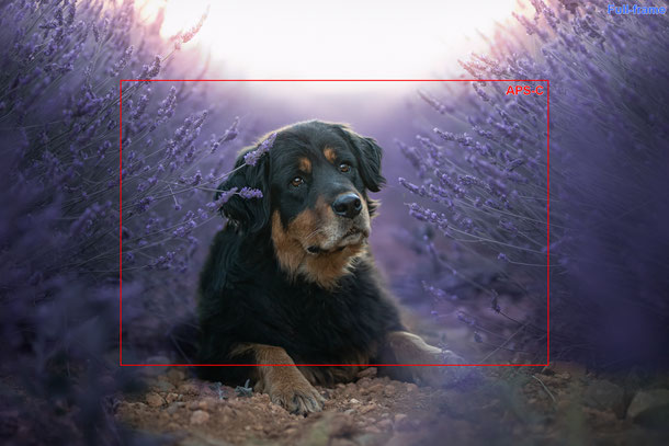 Photo canin chien APS-C ou Full-Frame workshop débutant formation chien valensole portrait