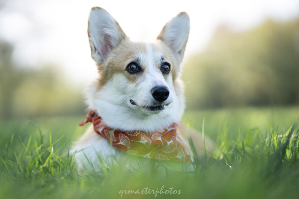 photographe canin lyon ouest cogi seance photo chien master qrmasterphotos 