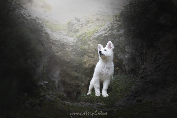 Berger blanc suisse photographe canin auvergne rhone alpes lyon sud VAR  france 
