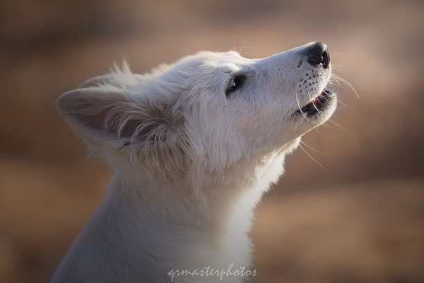 Photographe berger blanc suisse aix en provence var sud france vaucluse