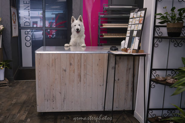 Photographe chien à Lyon Fleuriste Bourgoin Jallieu 38 berger blanc suisse fleurs rhone-alpes