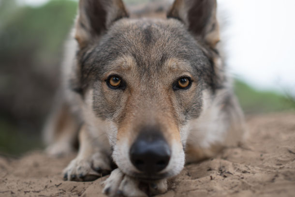 Reservation des seance photos canin par un photographe pro qrmasterphotos