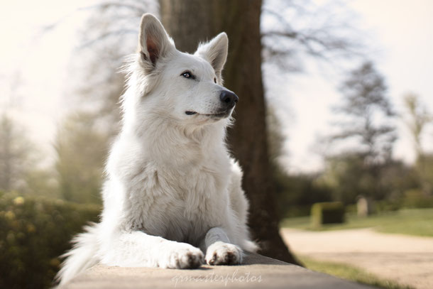 Photographe canin Berger blanc suisse lyon auvergne rhone alpes