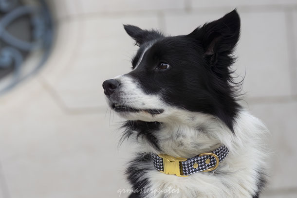 Photographe canin lyon