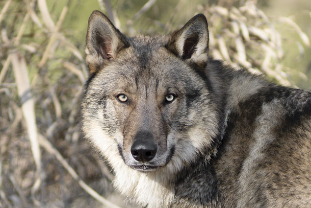 Chien-loup Tchécoslovaque Wolfdog Saarloos seance photos canin  photographe Dog Portrait Photographer in Europe and World