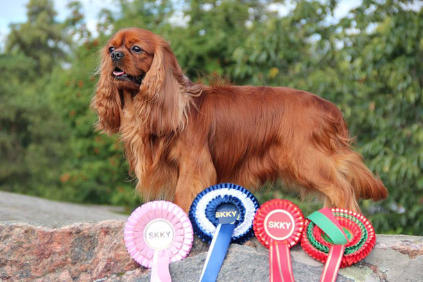 cavalier king Charles spaniel , kennel Evidence Love , питомник кавалер кинг Чарльз спаниелей в Санкт-Петербурге , купить щенка кавалера 