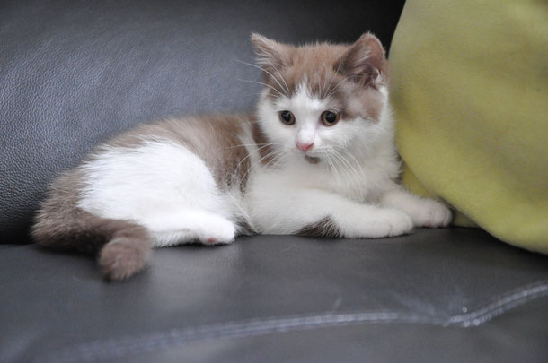 Site de chat jordan