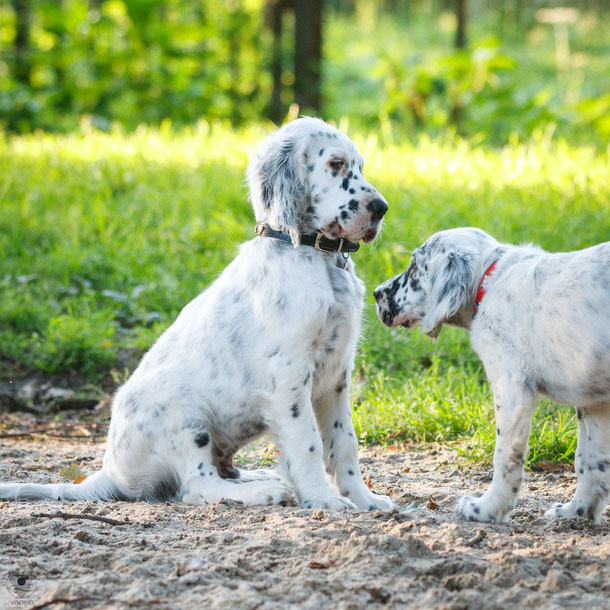 english setter impressionen  | visovio fotografie & fotokunst |