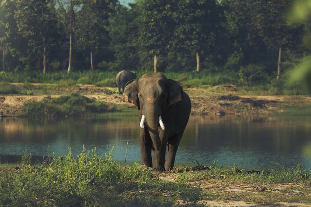 Ein wilder Elefant in der Kambodschanischen Provinz Pursat am Ufer des Tonle Sap Sees
