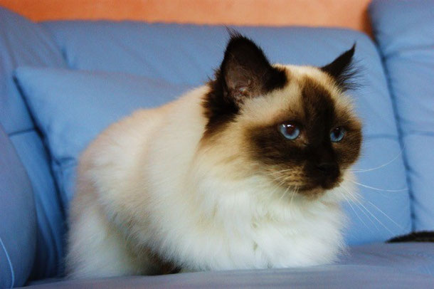 Katze, Heilige Birma