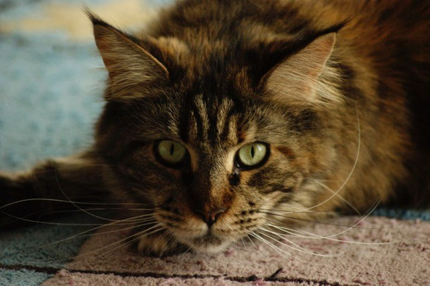 Katze , Maine Coon