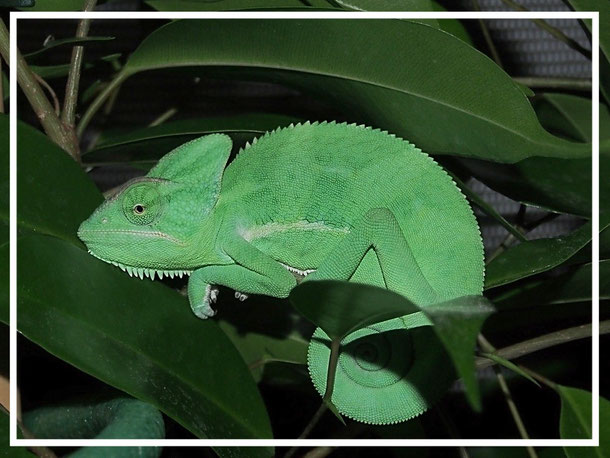 Chamaeleo calyptratus - rolfs-exoten