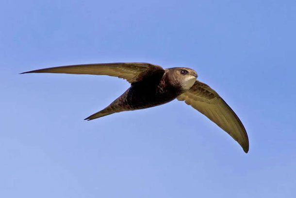 Mauersegler in Rheinfelden - Mauersegler sind das Wahrzeichen von Rheinfeldens Biodiversität