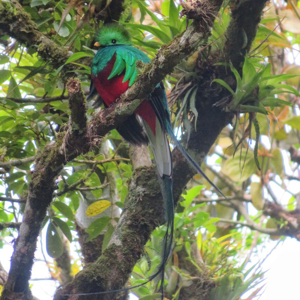 Costa Rica : Quetzal resplendissant (réserve de Curi Cancha)