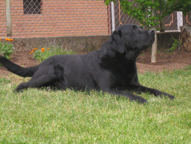 Tamino 2005 im Garten