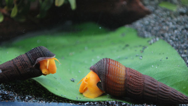 Wasserschnecke, Tylomelania