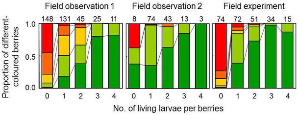 Figure 4.  Relationship between tne number of living larvae per berries and the berry colour in winter.