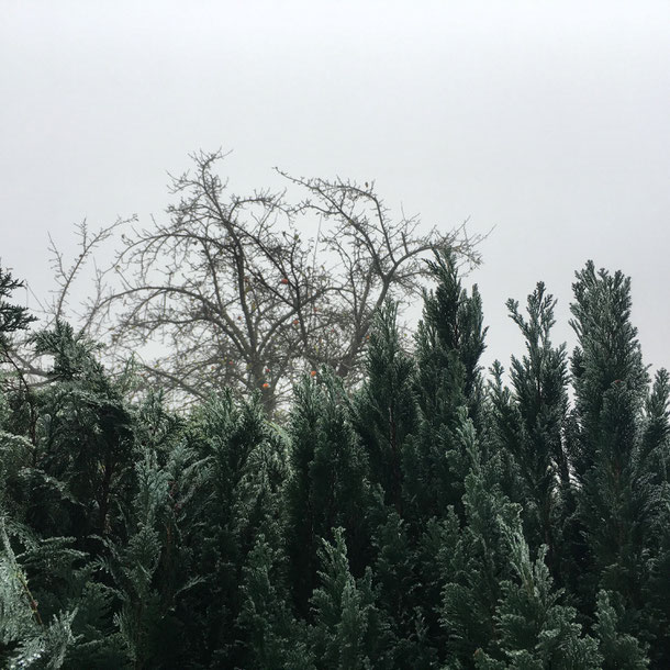 grau Nebel November Bild
